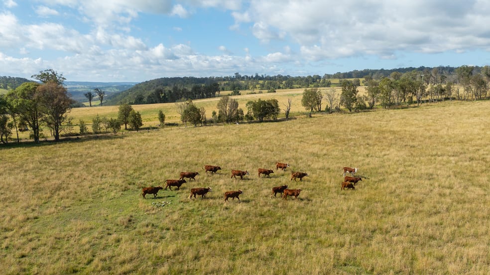 Click to view all images "Glen Bluff" 222 Riverview Road Wards Mistake NSW 2350 - Image 2
