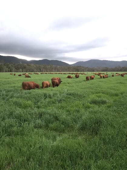 Carrington QLD 4883 - Image 1