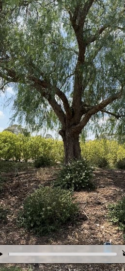 Click to view all images *** Talga Road Lovedale NSW 2325 - Image 2