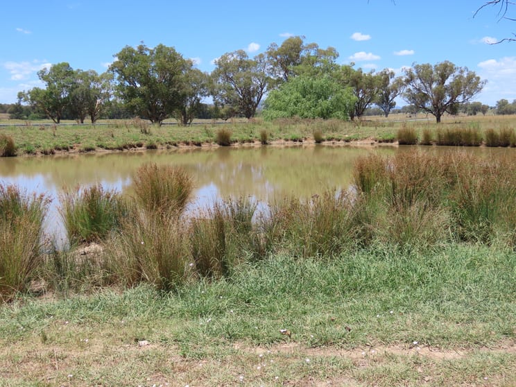 "Wattle-wee-doo" 14213 New England HWY Timbumburi NSW 2340 - Image 1