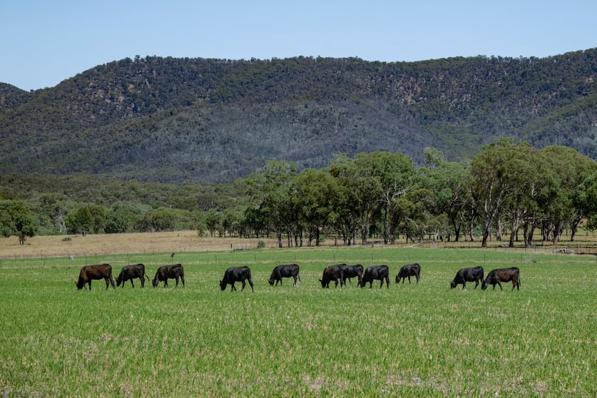 Click to view all images 72 Woodside Road Tenterfield NSW 2372 - Image 1