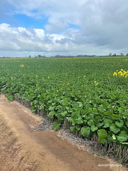 Click to view all images . 'Jurocken' Dowerin WA 6461 - Image 1
