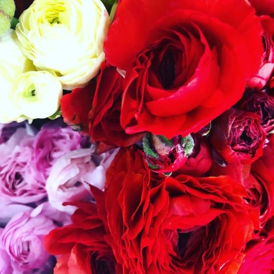 Click to view all images Florist / Nursery business for sale in Oakleigh - Image 2