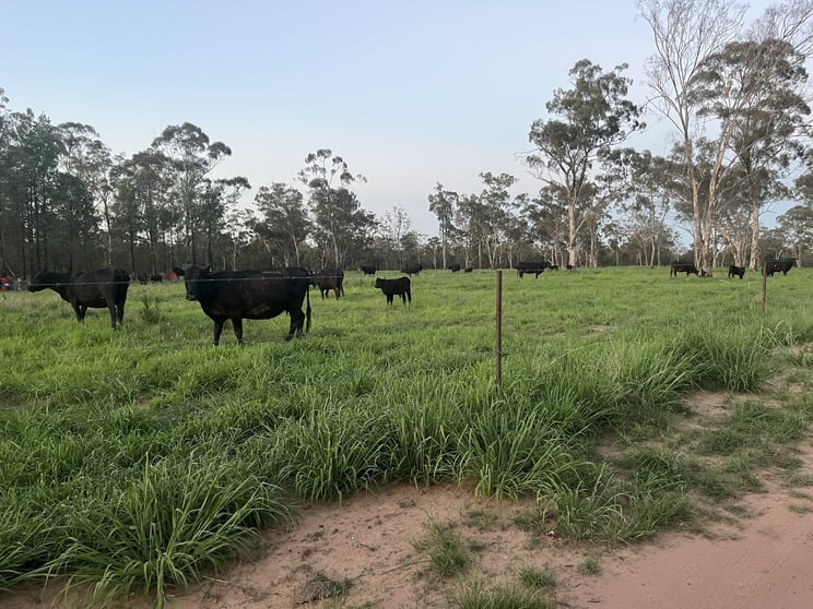 Click to view all images 10402 Newell Highway Jacks Creek NSW 2390 - Image 3