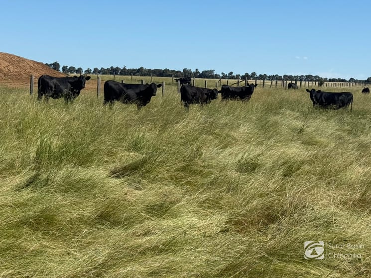 Click to view all images “Gedley et. al.” West Boondooma Road Durong QLD 4610 - Image 2