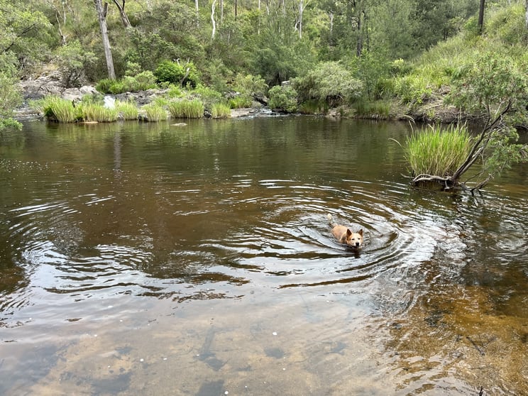 Click to view all images 7266 Mount Lindesay Road Liston NSW 2372 - Image 1