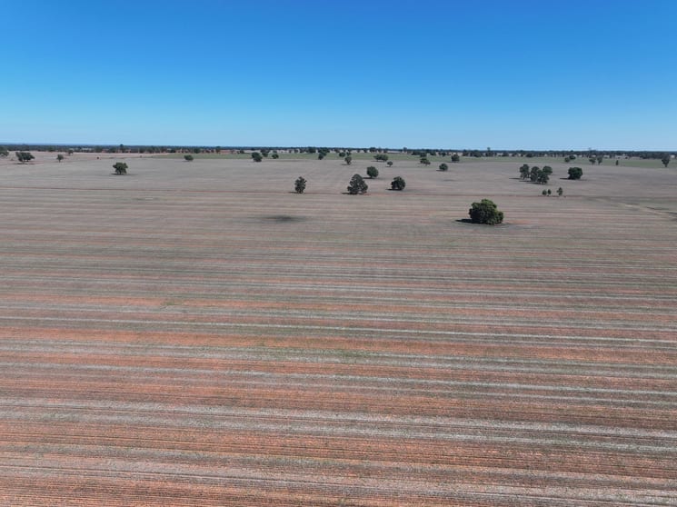 Shannonvale & Elmore Strontian Road Boree Creek NSW 2652 - Image 2