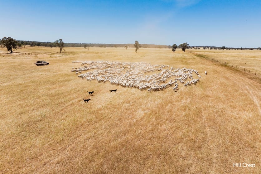 Click to view all images Kamarah Road Narrandera NSW 2700 - Image 3