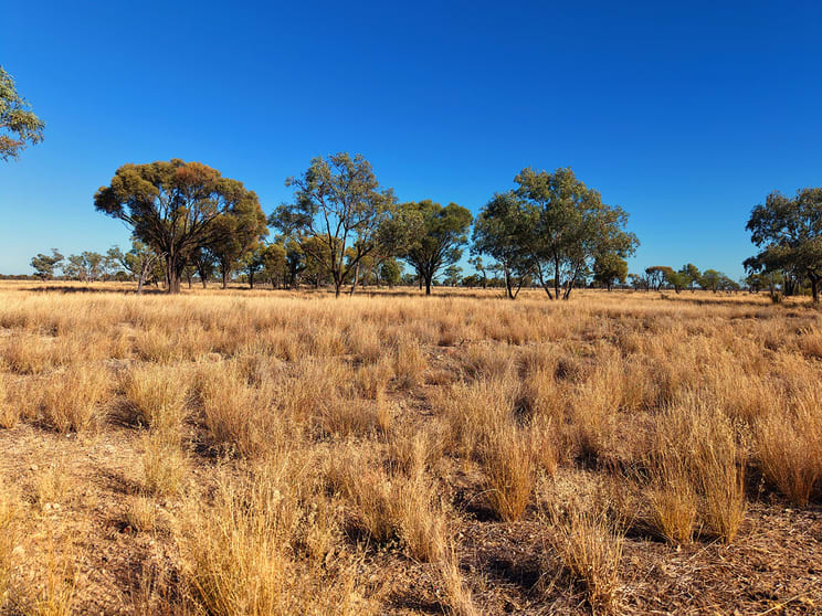 Warrambah - Bundaleer South Plains Road Cunnamulla QLD 4490 - Image 1