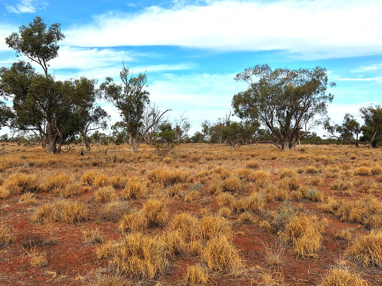 Warrambah - Bundaleer South Plains Road Cunnamulla QLD 4490 - Image 3