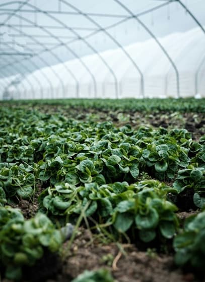 Agricultural  business for sale in Leppington - Image 1