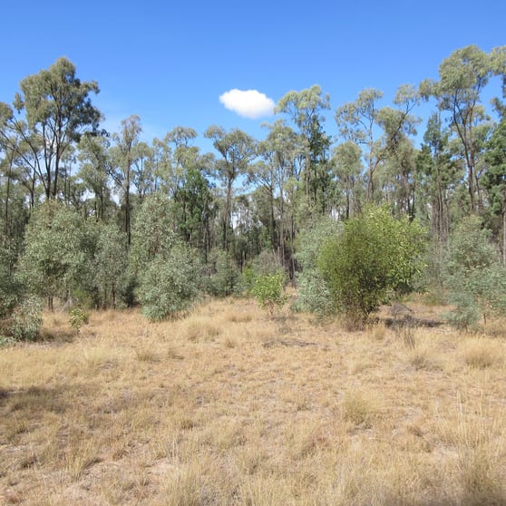 Tara QLD 4421 - Image 2
