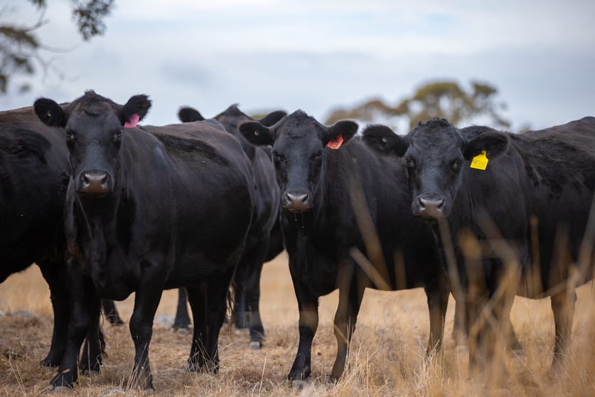 "Fern Hill" 526 Toms Gully Road Black Mountain NSW 2365 - Image 2