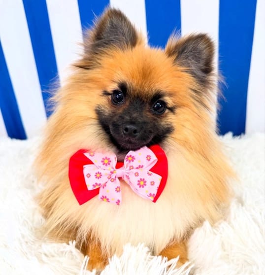 Click to view all images Animal Related business for sale in Camden - Image 1