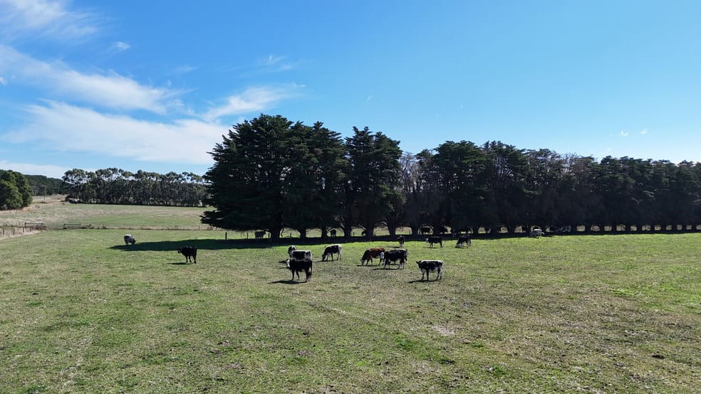 Click to view all images Cobden-Terang Road Cobrico VIC 3266 - Image 3
