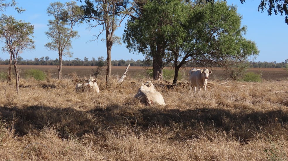 Click to view all images "Tooee" Barwon Highway Goondiwindi QLD 4390 - Image 3