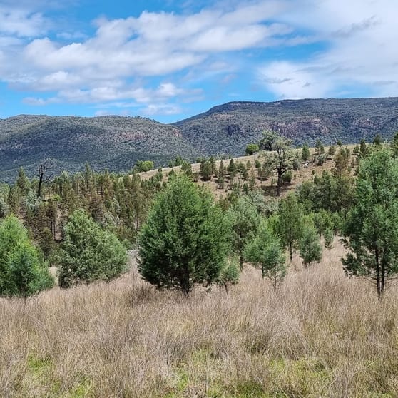 Lot 34 Gibraltar Station Road Tenterfield NSW 2372 - Image 2