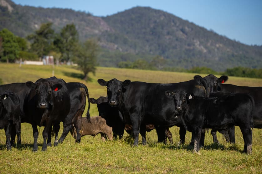 49 Maddens Lane, Wards River VIA Gloucester NSW 2422 - Image 2