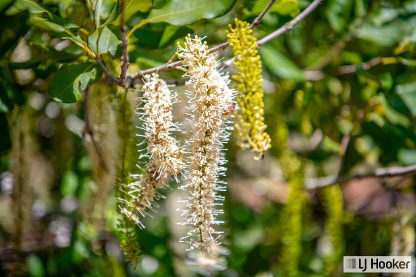 Meadowvale QLD 4670 - Image 2