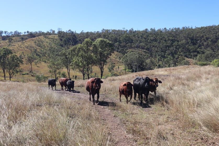 Click to view all images 'Sparrows' Monto Mount Perry Road Mount Perry QLD 4671 - Image 3