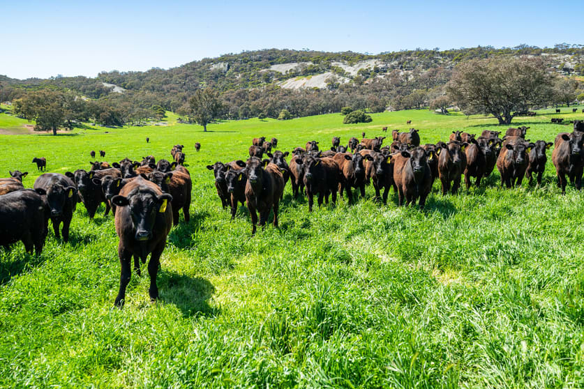 Click to view all images 833 Walla Walla Jindera Road Walla Walla NSW 2659 - Image 3