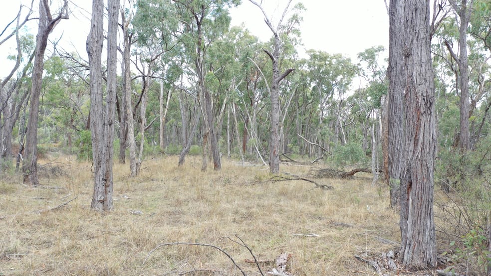Click to view all images Lot 3 Halls Creek Road Halls Creek NSW 2346 - Image 2