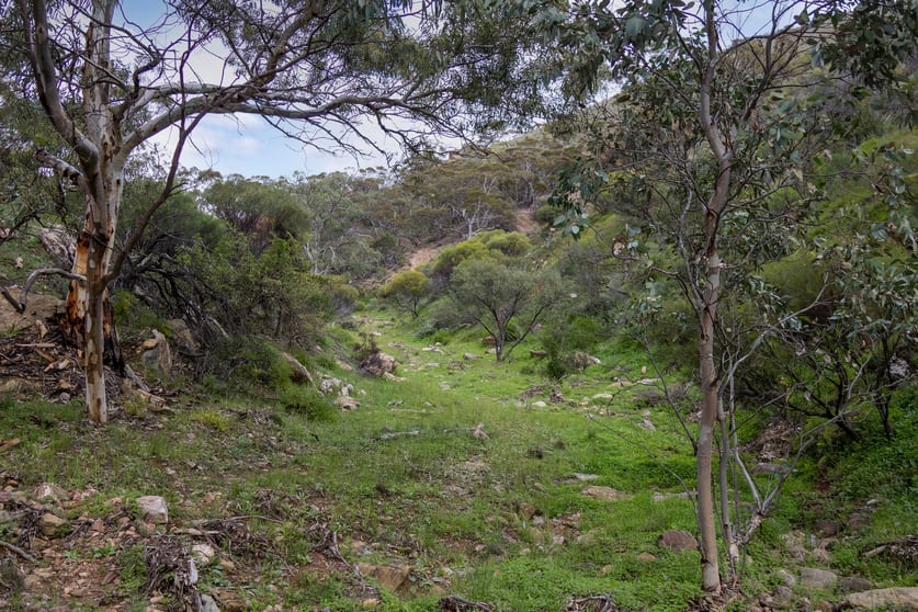 Lot 243 Flinders Ranges Way Quorn SA 5433 - Image 3