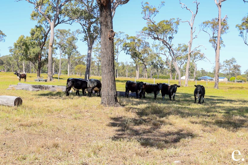 Click to view all images 111 Preston Road Adelaide Park QLD 4703 - Image 3