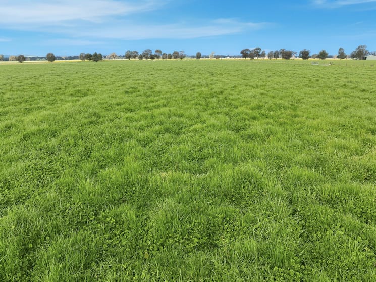 697 Tallarook Road Cowra NSW 2794 - Image 3