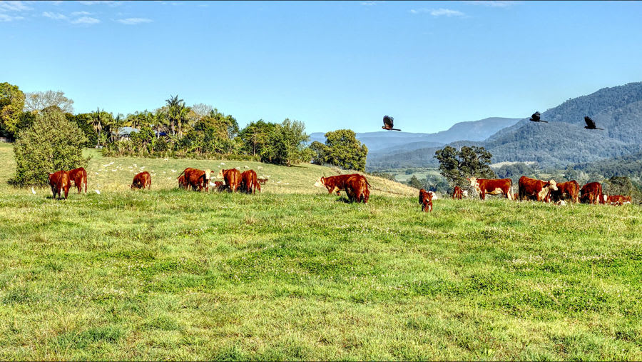 Click to view all images Bellingen NSW 2454 - Image 1