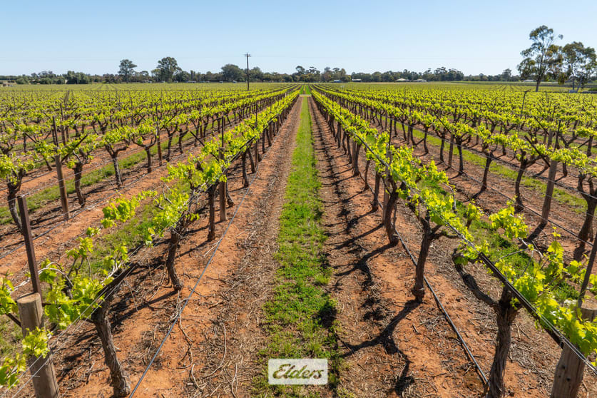 Click to view all images 83A Belar Avenue Irymple VIC 3498 - Image 2