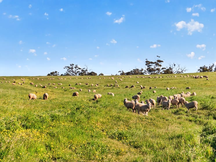 'Woolshed' Kelly Road Undalya SA 5451 - Image 3