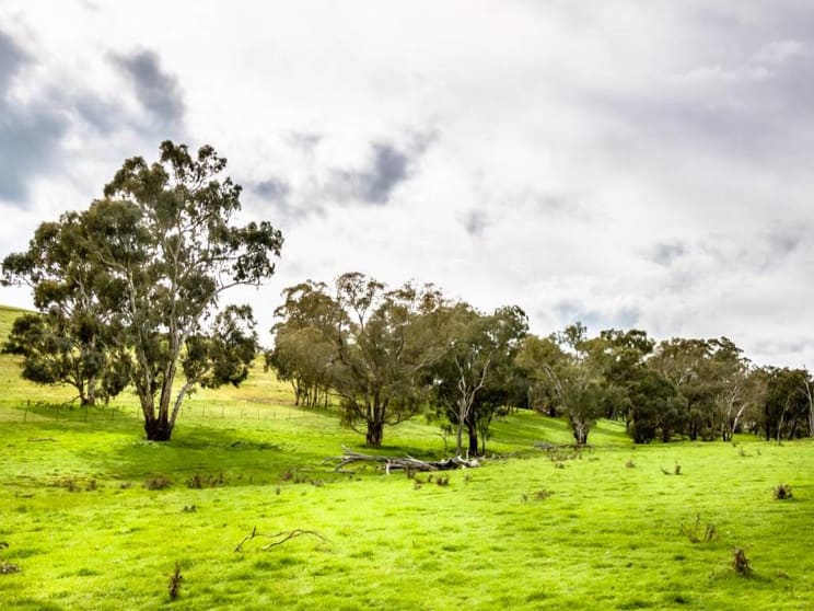 5172 Muttama Road Cootamundra NSW 2590 - Image 3