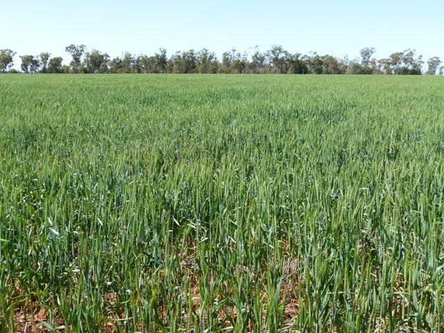 2350 Carnarvon Highway Thallon QLD 4497 - Image 2