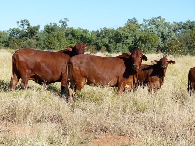 Click to view all images Bollon - Mitchell Road Bollon QLD 4488 - Image 1