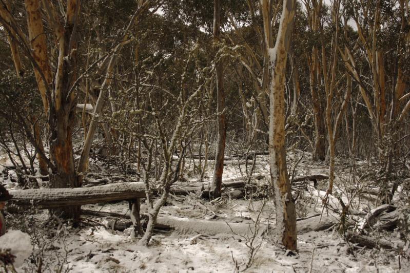 Lot 4/6 Callemondah Road Shannons Flat NSW 2630 - Image 2