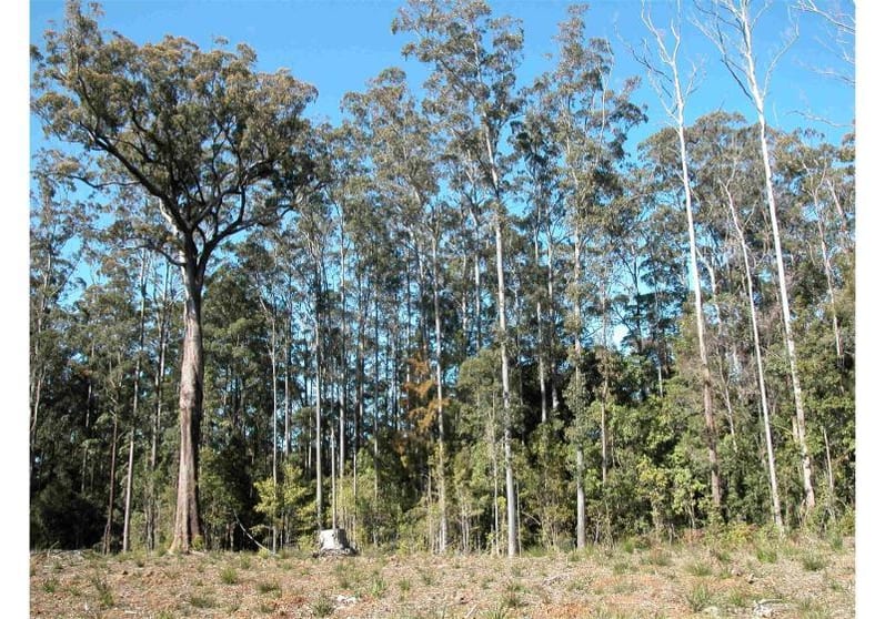 Elands NSW 2429 - Image 3