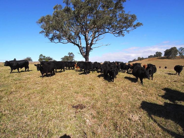 Wherrol Flat NSW 2429 - Image 3
