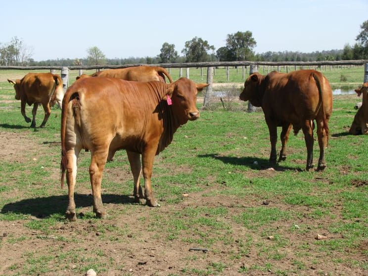 Click to view all images 1280 ACRES CATTLE GRAZING Chinchilla QLD 4413 - Image 1