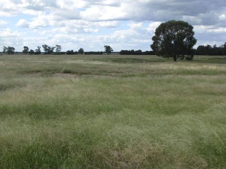 Click to view all images 480 ACRES QUALITY GRAZING Tara QLD 4421 - Image 3
