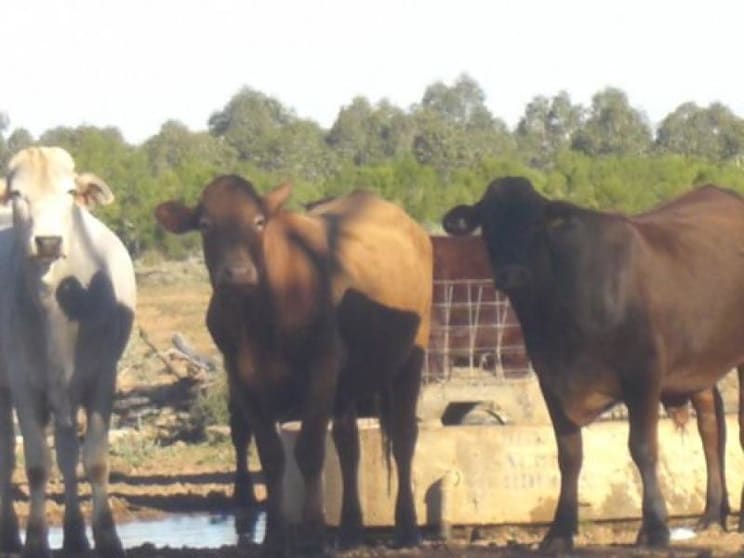Click to view all images Bollon QLD 4488 - Image 3