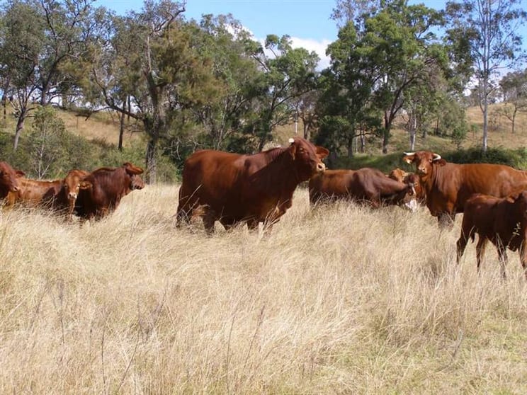 Click to view all images 501 MAHOON CREEK RD Monto QLD 4630 - Image 1