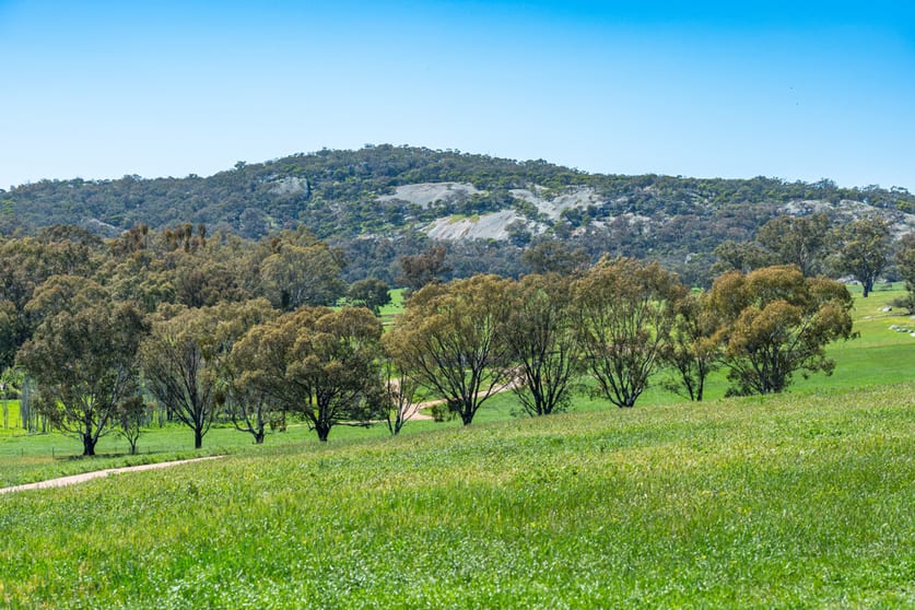 Rural / Farming commercial property for sale at 833 Walla Walla Jindera Road Walla Walla NSW 2659
