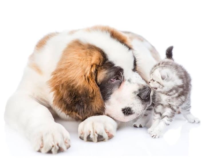 High Profit Retail Pet Store Sydney West High Profit Retail Pet Store Sydney West