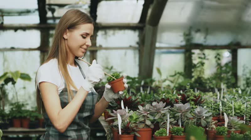 Wholesale Plants 45years One Owner Wholesale Plants 45years One Owner