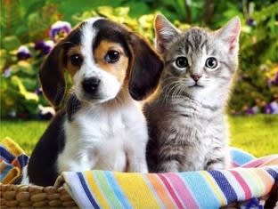 Specialist Pet Wellness & Natural Nutrition Business Established Brand With Exciting Growth Potential Specialist Pet Wellness & Natural Nutrition Business Established Brand With Exciting Growth Potential