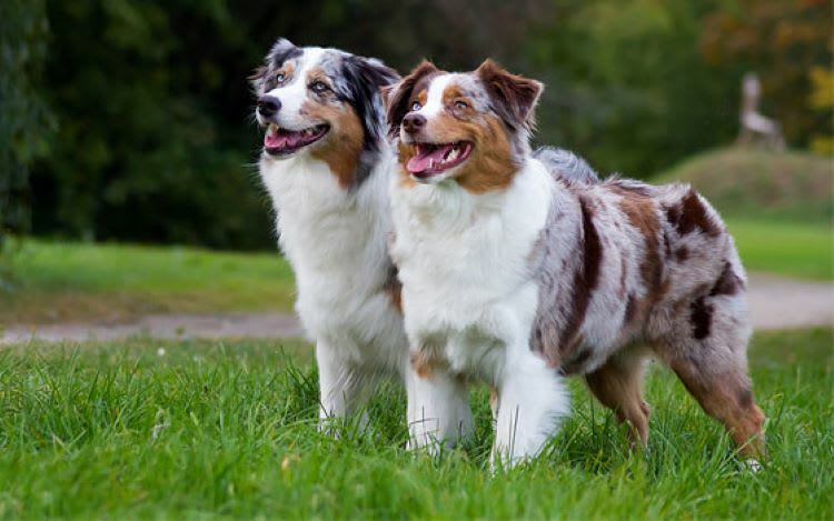 Melbourne's Go-To Dog Training Business PF1536