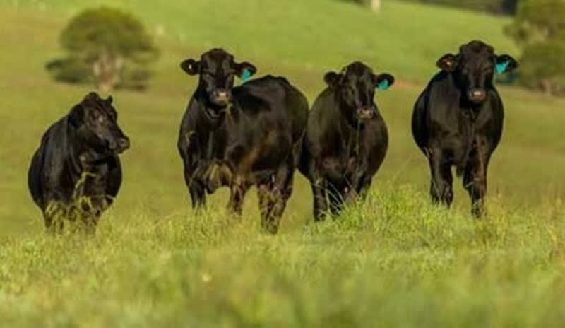 Premium Wholesale Meat Supply Business | Local & Regional Leader | Growth-Ready