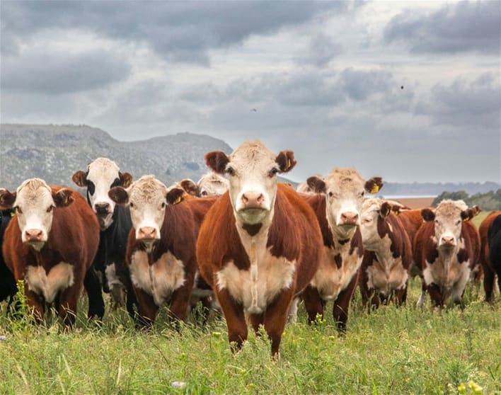 Australia's Progressive & Innovative Meat Exporters - 5875 Australia's Progressive & Innovative Meat Exporters - 5875