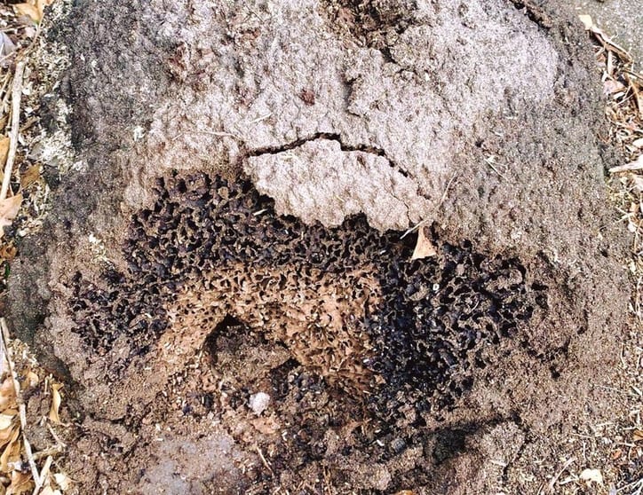 Queensland Pest Inspections & Reports Gold Coast Queensland Pest Inspections & Reports Gold Coast